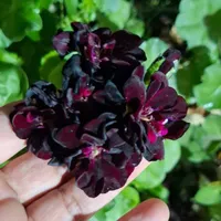 همه مدل گل طبیعی|گل و گیاه طبیعی|گرگان, |دیوار