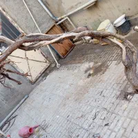 تنه درخت میم انگور همراه باشاخه ها