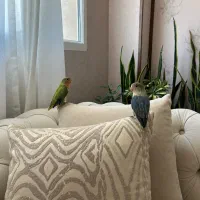 کوتوله برزیلی|پرنده|شیراز, محراب|دیوار