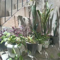 گل کا کتوس و گندمی وعیره