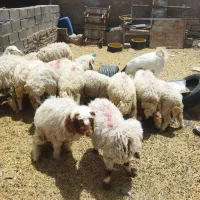 سابله البوحمادی الیوز310