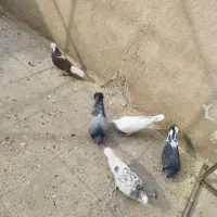 کبوتر پرشی اصل|پرنده|قرچک, زیبا شهر|دیوار