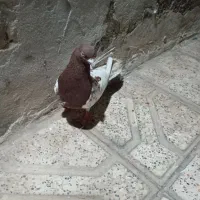 کبوترنر|پرنده|مشهد, بلال|دیوار