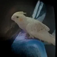 عروس هلندی گمشده