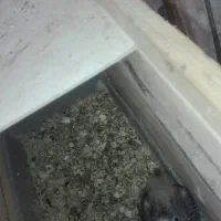 عروس هلندی|پرنده|شیراز, گلشن|دیوار