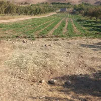 فروش زمین کشاورزی|فروش زمین و ملک کلنگی|وردشت, |دیوار