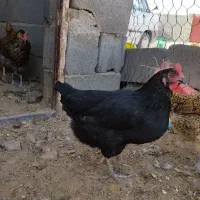 مرغ بومی جهادی تخمگذار