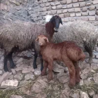 میش بره درشت کاور