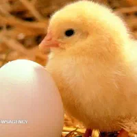 تخم نطفه دار برهما اصل