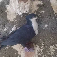 کبوتر