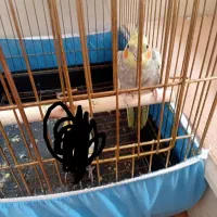 عروس هلندی ماده آماده تخم گذاری|پرنده|قم, علی آباد سعدگان|دیوار