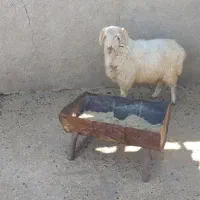 بره نر چاق سالم