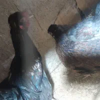 مرغ و خروس مینیاتوری|حیوانات مزرعه|پیشوا, |دیوار