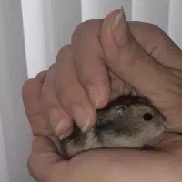بچه همستر کمپل فقط۱۰۰ تومن