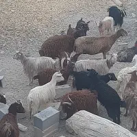 بز و بزغاله میش|حیوانات مزرعه|اصفهان, براآن شمالی|دیوار