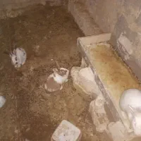 خرگوش بالغ لوپی وجرسی|موش و خرگوش|خواف, |دیوار