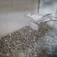 کبوترخونگی