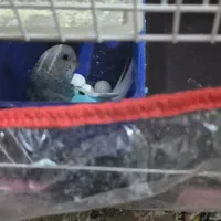 سه جفت مرغ عشق مولد و جوجه