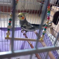 عروس هلندی نر