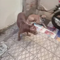 سگ بیت بول|سگ|تهران, هاشمی|دیوار