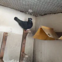 کبوتر دمبی طوقی وسیاه چش چنگ سفیدپالخت|پرنده|کازرون, |دیوار