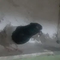 کبوتر کله سیاه