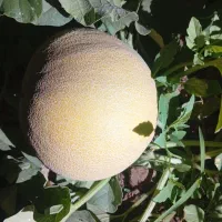ملون درجه یک موجود فله