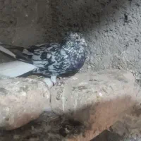 سرور نر