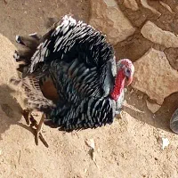 بوقلمون نر و ماده