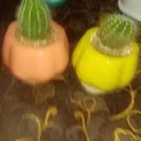 گل کاکتوس زیبا و درختچه فردوس|گل و گیاه طبیعی|سنندج, |دیوار