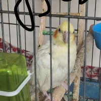 عروس هلندی جفت مولد|پرنده|پاکدشت, پاکدشت (مامازند)|دیوار