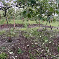 فروش باغ کیوی در جوکندان دوم تالش|فروش زمین و ملک کلنگی|تالش, جوکندان|دیوار