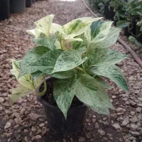 پتوس مرمری ابلق بنسای پیله موآ قارچکش چوبخز برکین