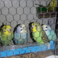 فروش مرغ عشق های رنگارنگ