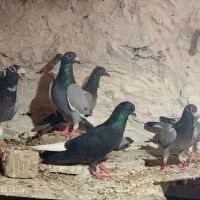 کبوتر نرو ماده