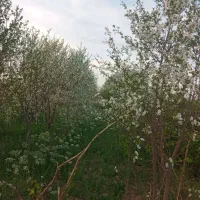 باغ پسته فروشی/ زیر بار