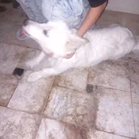 سگ پاکوتاه|سگ|قم, نیروگاه|دیوار