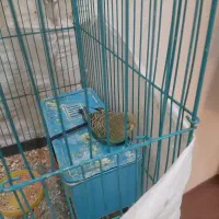 مرغ .عشق.. جوان|پرنده|تبریز, |دیوار