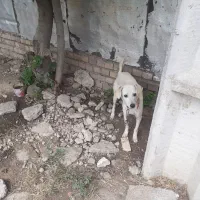 سگ دنبلانی