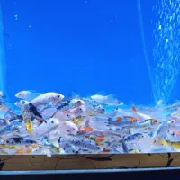 400 تا ماهی کوی فقط تا امشب 6.500.000