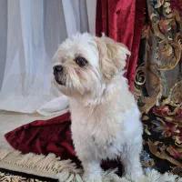 سگ واگذاری شناسنامه دار|سگ|تهران, سعادت‌آباد|دیوار