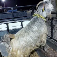 بز آبستن|حیوانات مزرعه|ایذه, |دیوار