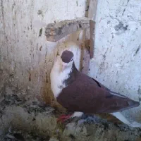 کفترشهرستانی