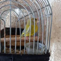 فروش سهره سبز نر درشت رام رام|پرنده|کازرون, |دیوار