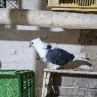کبوتر کفتر|پرنده|تهران, هرندی|دیوار
