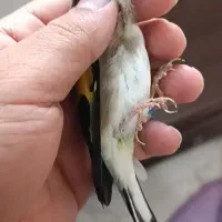 سهره کرمونی جوجه قفس