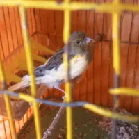 قناری  ماده|پرنده|بهمن صغاد, |دیوار