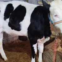 گوساله ماده سیمنتال بیرانشهر|حیوانات مزرعه|بیرانوند, |دیوار