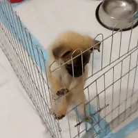 سگ نژاد پاگ کاملا خانگی|سگ|محمدشهر, ولدآباد بزرگ|دیوار