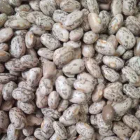 فروش لوبیا چیتی و قرمز